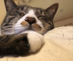 猫写真
