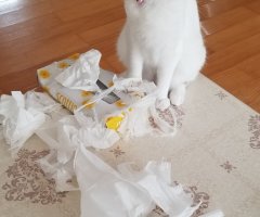 猫写真