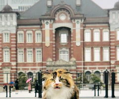 猫写真