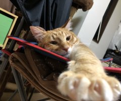 猫写真