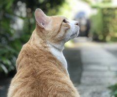 猫写真