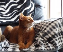 猫写真