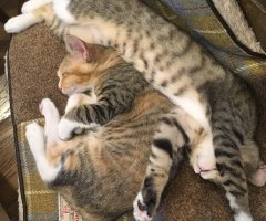 ネコ写真