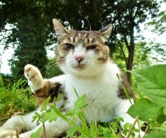 ネコ写真