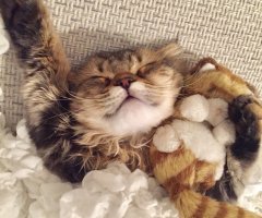 ネコ写真
