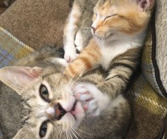 猫写真