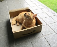 猫写真