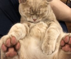 猫写真