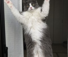 猫写真