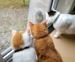 猫写真