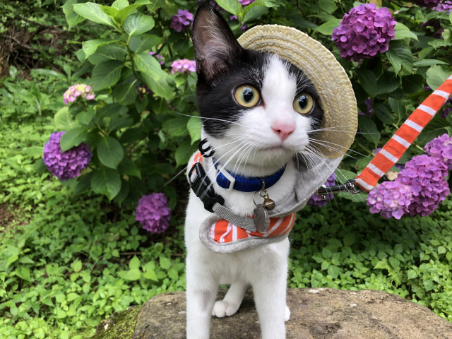 あじさい公園におでかけ かわいい猫写真 猫画像の投稿サイト ネコジルシ