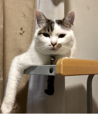 怒ってる かわいい猫写真 猫画像の投稿サイト ネコジルシ 怒ってる かわいい猫写真 猫画像の投稿サイト ネコジルシ