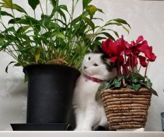 ネコ写真