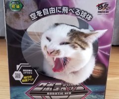 ネコ写真