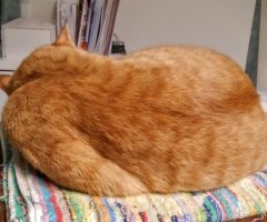 ネコ写真