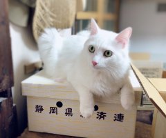 ネコ写真