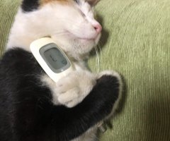 ネコ写真