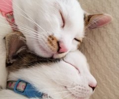 ネコ写真