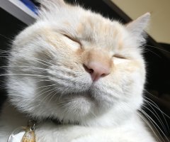 ネコ写真