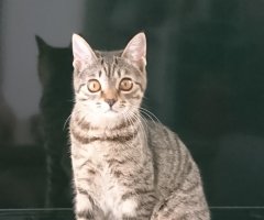 ネコ写真