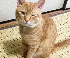 ネコ写真