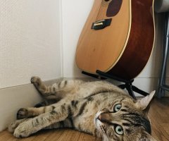 ネコ写真