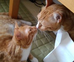 ネコ写真