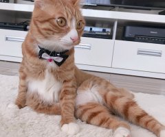 ネコ写真