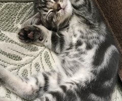 ネコ写真