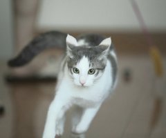 ネコ写真