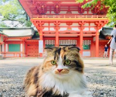 ネコ写真