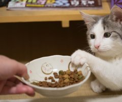 ネコ写真