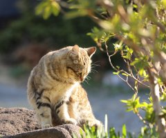 ネコ写真