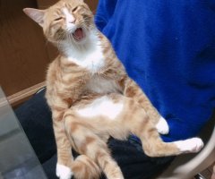 ネコ写真