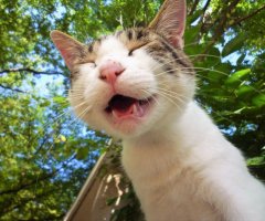 ネコ写真