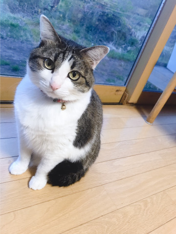 ちょっとおデブです かわいい猫写真 猫画像の投稿サイト ネコジルシ