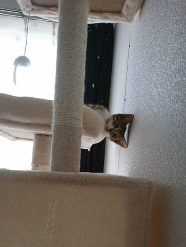 どうしてこうなった かわいい猫写真 猫画像の投稿サイト ネコジルシ どうしてこうなった かわいい猫写真 猫画像の投稿サイト ネコジルシ