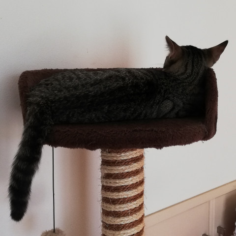 ふて寝風 かわいい猫写真 猫画像の投稿サイト ネコジルシ