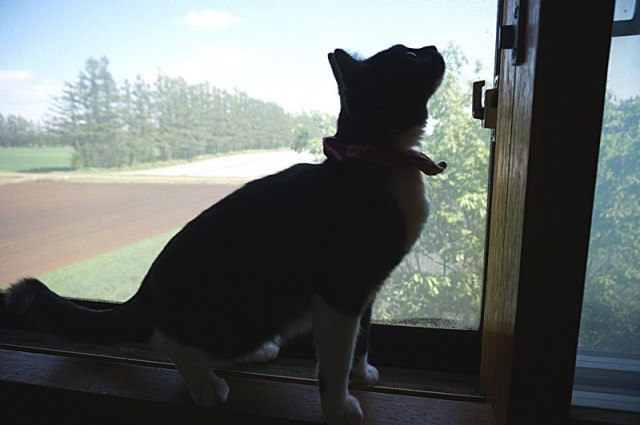 シルエット。 - かわいい猫写真u0026猫画像の投稿サイト - ネコジルシ