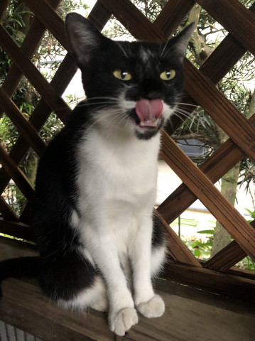 ハートのぺろんちょ かわいい猫写真 猫画像の投稿サイト ネコジルシ