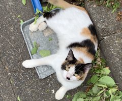 ネコ写真