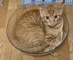 ネコ写真