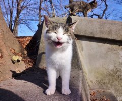 ネコ写真