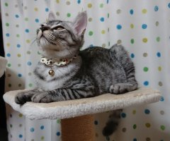 ネコ写真