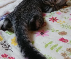 ネコ写真