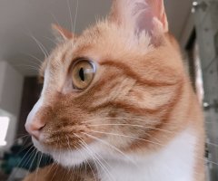 ネコ写真