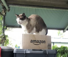 ネコ写真