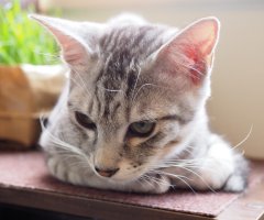 ネコ写真