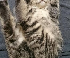 ネコ写真