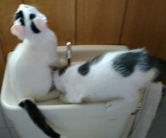 三毛猫 おデブ ばばにゃん ネコ写 かわいい猫写真 猫画像の投稿サイト ネコジルシ